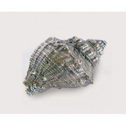Emenee-OR422 Murex Conch